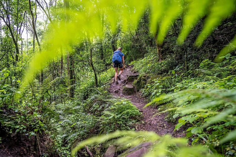 Tourist hiking through pristine mountain forest, Ukhahlamba-Drakensberg Park, KwaZulu-Natal, Drakensberg Mountains, South Africa