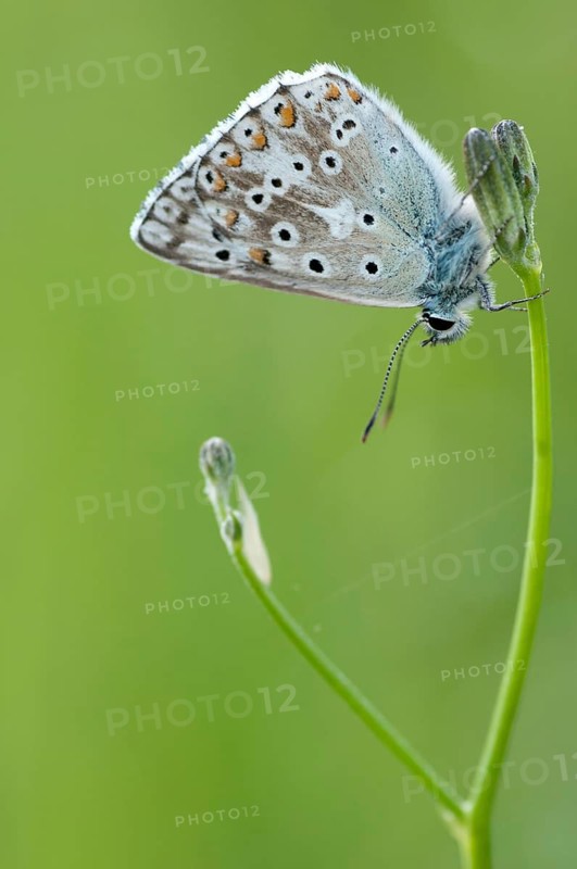 Lysandra coridon, polyommatus coridon, silverblue, silvergreen blue, butterfly, chalkhill blue, high size, portrait format, insects, butterfly, butterflies