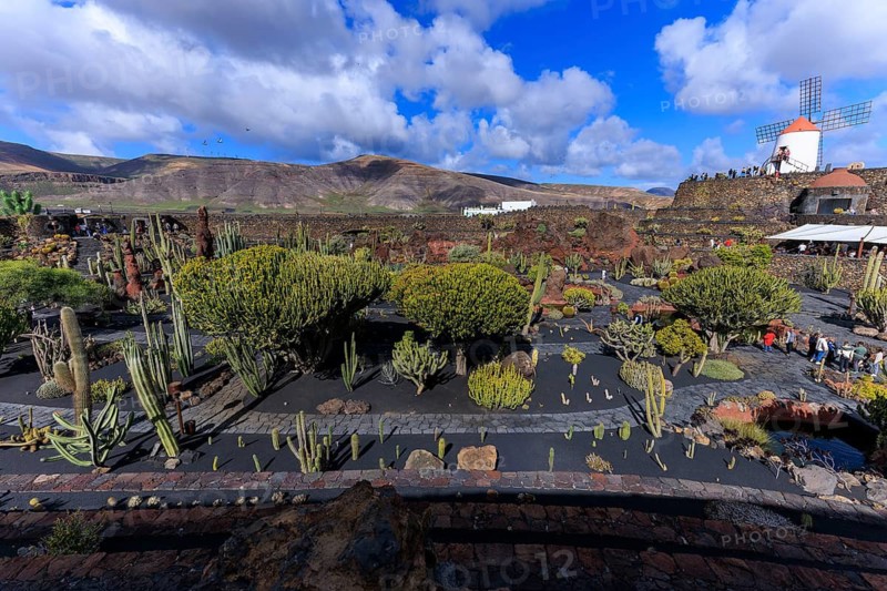 Lanzarote, Canary Islands, Spain, Europe, Cesar Manrique Jardin de Cactus near Guatiza, cactus garden against a volcanic background with a white windmill