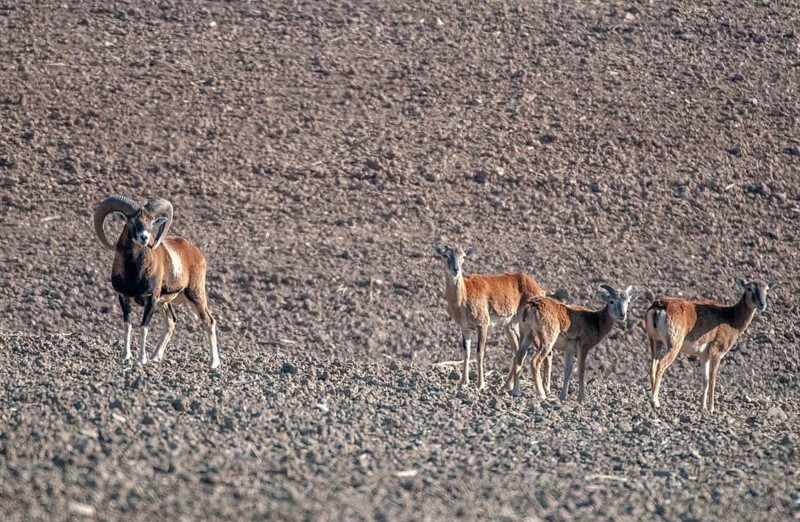 Artiodactyla, even-toed ungulate, mouflon, mouflon, mouflon, ovis gmelini musimon, cloven-hoofed, female, male, mammals, sheep, mammals, female, wild