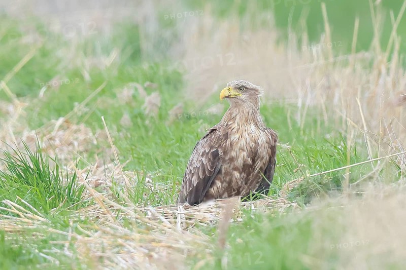 White-tailed eagle (Haliaeetus albicilla) Alltvogel, adult white-tailed eagle, sitting in a meadow, wildlife, nature photography, eagle, bird of prey, Baltic Sea, Baltic Sea island Fehmarn, East Holstein, Schleswig-Holstein, Germany