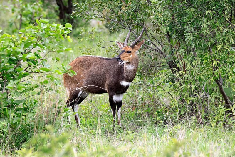 Cape bushbuck (Tragelaphus sylvaticus), adult, male, alert, foraging, Kruger National Park, South Africa