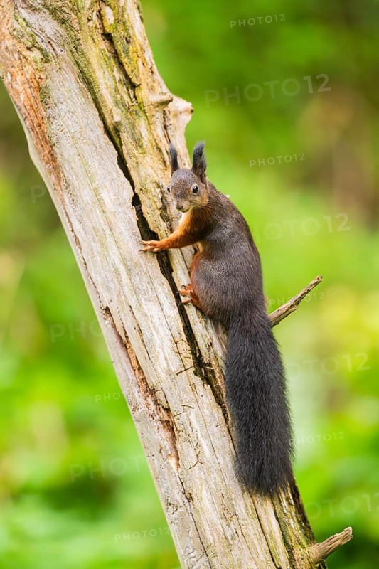 Red squirrel (Sciurus vulgaris) sitting on an old wrotten tree trunk in a forest, Bavaria, Gernany