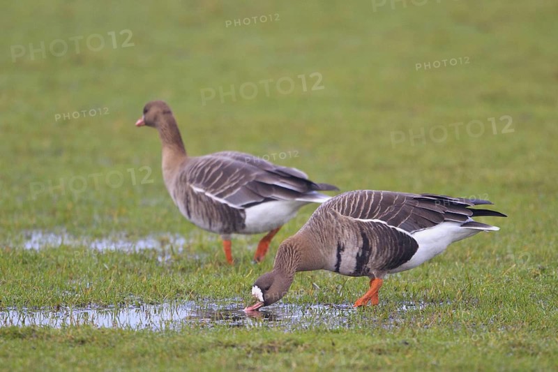 Greater White-fronted Goose (Anser albifrons) foraging, North Rhine-Westphalia, Germany