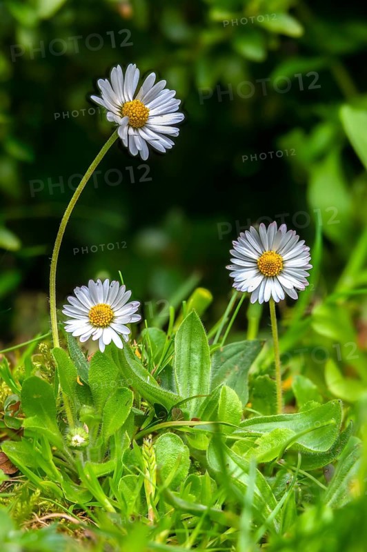 Asteraceae, Bellis Perennis, daisy, daisy, flower flower, flower flower, thousandschön, daisy, flora, high size, portrait format, plants