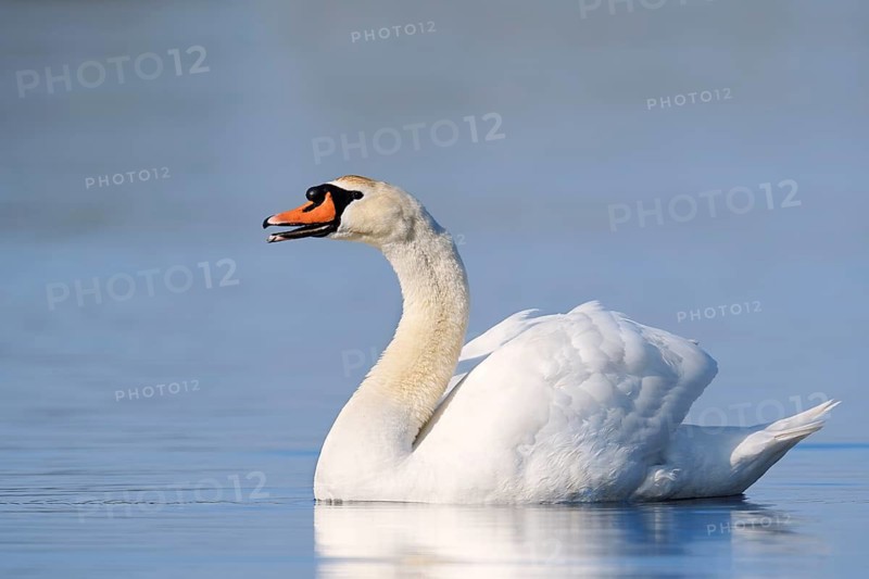 Mute swan (Cygnus olor), swimming, North Rhine-Westphalia, Germany