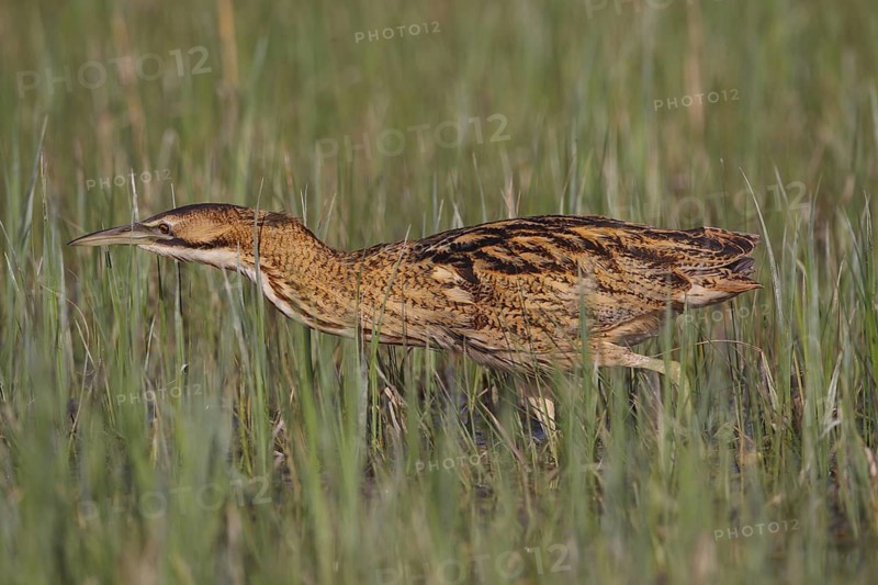 Eurasian Bittern (Botaurus stellaris) foraging, Austria
