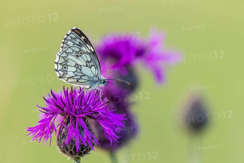 A checkerboard butterfly (Melanargia galathea) perched on a prostrate knapweed (Centaurea jacea), Satyrinae, Kreuzbühl nature park Reserve, Messkirch, Upper Danube Nature Park, Baden-Württemberg, Germany