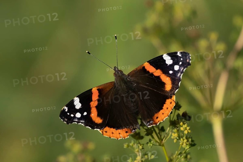 Red admiral butterfly (Vanessa atalanta) adult insect resting on a plant in summer, Suffolk, England, United Kingdom