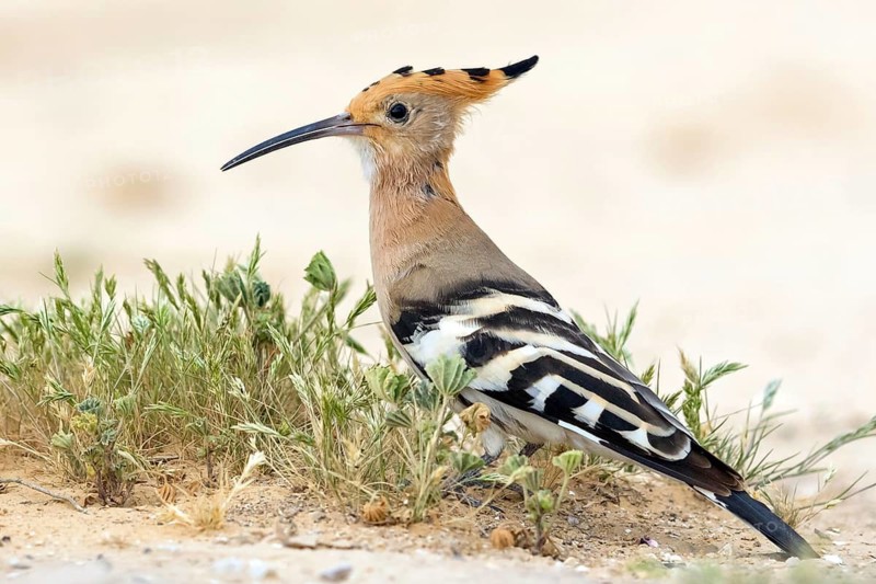 Hoopoe, (Upupa epops), biotope, habitat, foraging, sideways, animals, birds, Israel