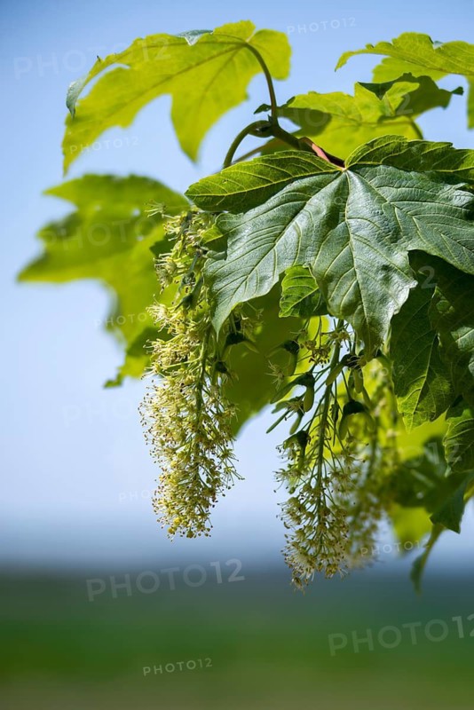 Acer pseudoplatanus, aceraceae, maple, maple, tree, sycamore, trees, flora, high size, portrait format, plants, sycamore, sycamore maple, tree