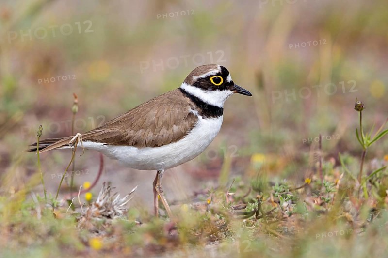 Little Ringed Plover, Little Ringed Plover, (Charadrius dubius), plover family, biotope, foraging, Lesbos, Lesbos Island, Greece