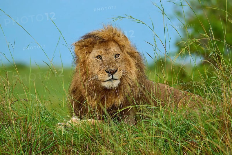 A lion lies in the tall grass of a green savannah beneath a blue sky, lion (Panthera leo), Masai Mara National Reserve, Narok County, Kenya