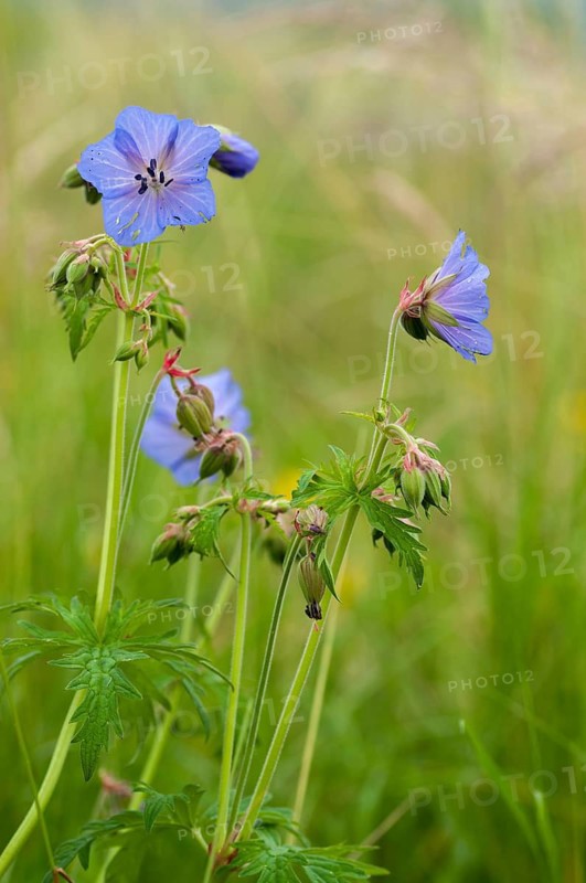 Geraniaceae, geranium pratense, stork beak, meadow stork beak, flora, high size, portrait format, meadow crane's-bill, meadow geranium, plants, plants