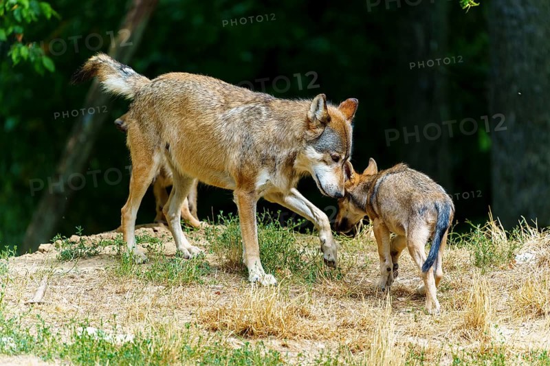 Timberwolf, wolf, American wolf (Canis lupus lycaon), Germany: a large wolf gently sniffs a wolf cub in the forest