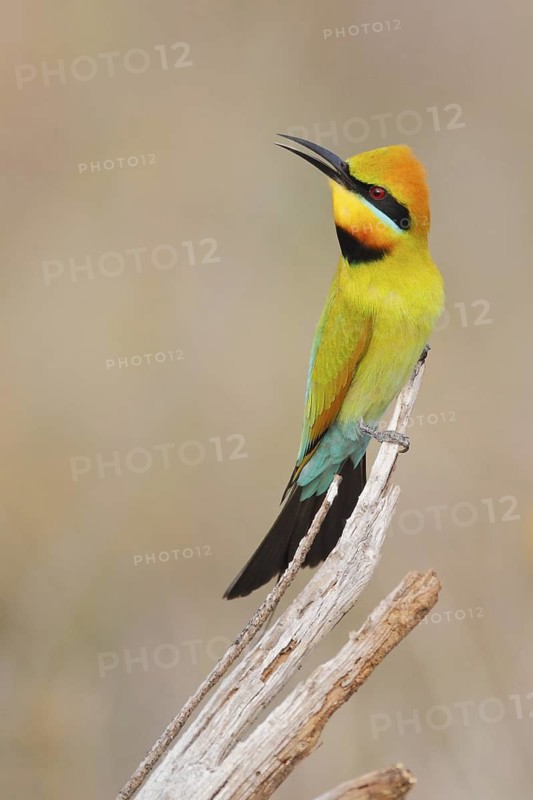 Rainbow Bee-eater (Merops ornatus), Western Australia, Australia