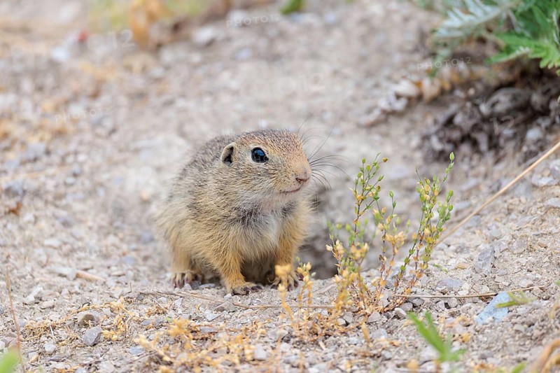 A young ground squirrel (Spermophilus citellus) sits in front of its burrow on a hillside on a cloudy day. Austria