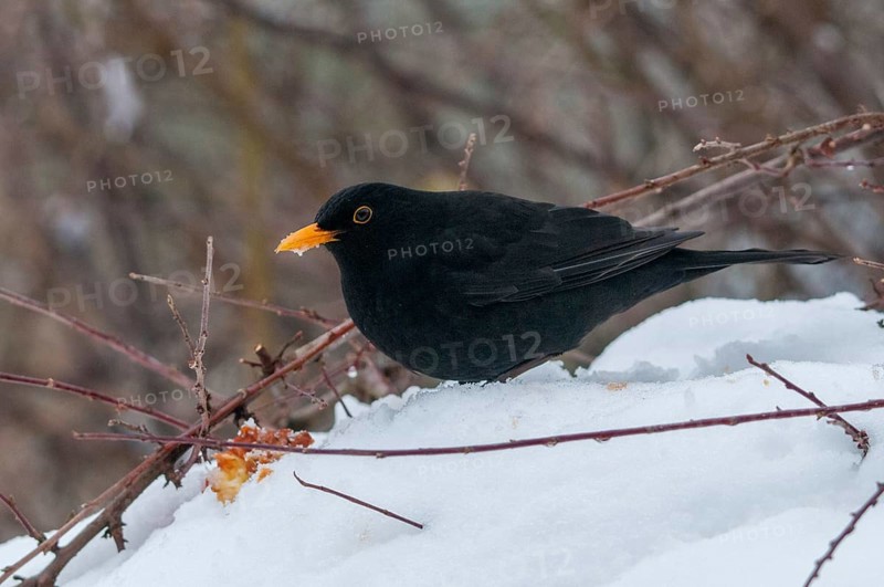 Blackbird, turdus merula, birds, male, passeri, snow, songbirds, snow, songbirds, birds, winter