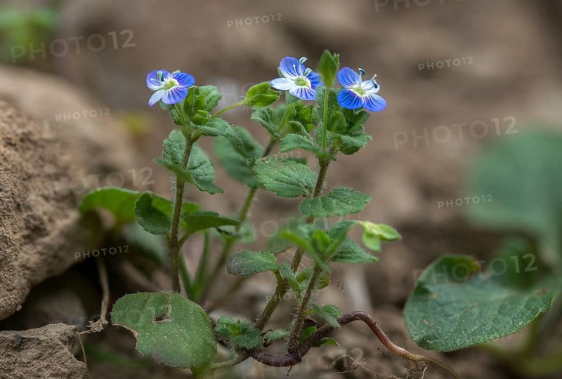 Brownroot, Persian speedwell, Persian honorary prize, plantaginaceae, scrophulariaceae, Veronica persica, plantain, birdeye speedwell, common field-speedwell, flora, large field speedwell, plants, plants