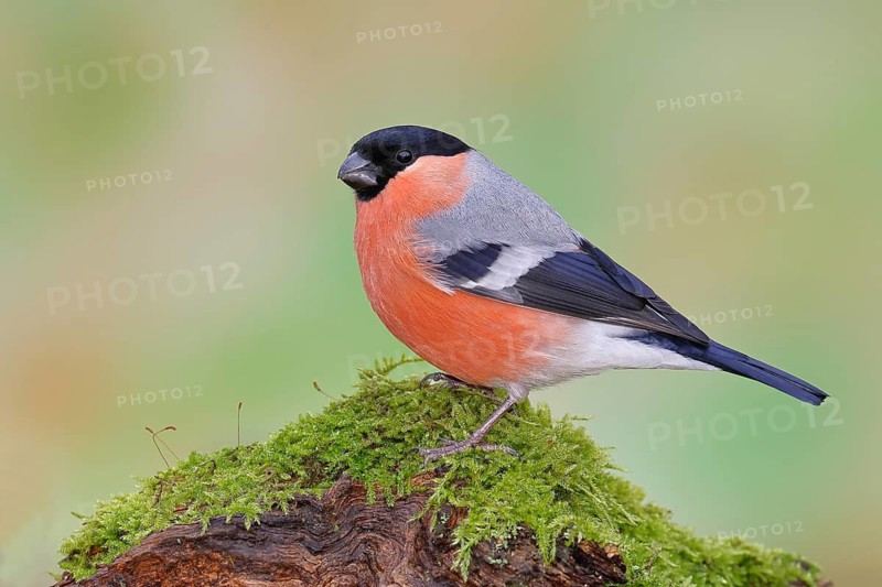 Common Bullfinch (Pyrrhula pyrrhula), perched on a tree root covered in moss, Wilnsdorf, North Rhine-Westphalia, Germany