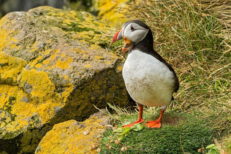 Atlantic Puffin (Fratercula arctica) on cliff, Iceland