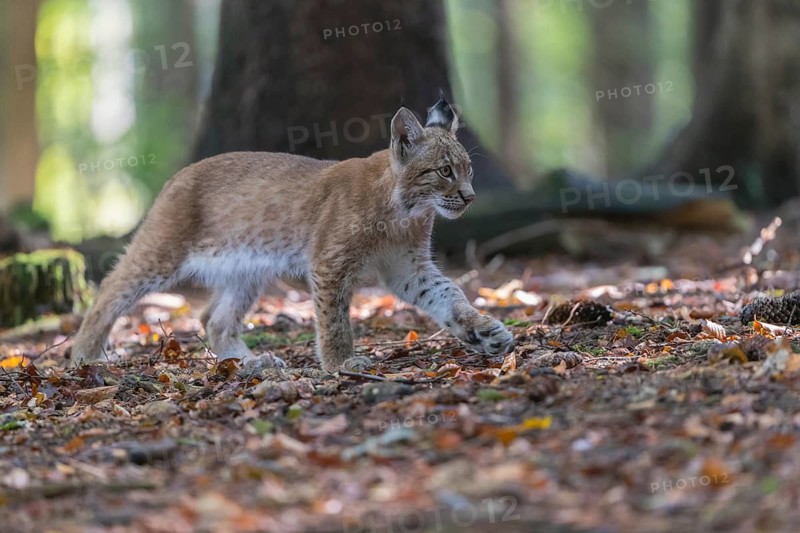 One young Eurasian lynx, (Lynx lynx), walking thru a forest. Green vegetation around him