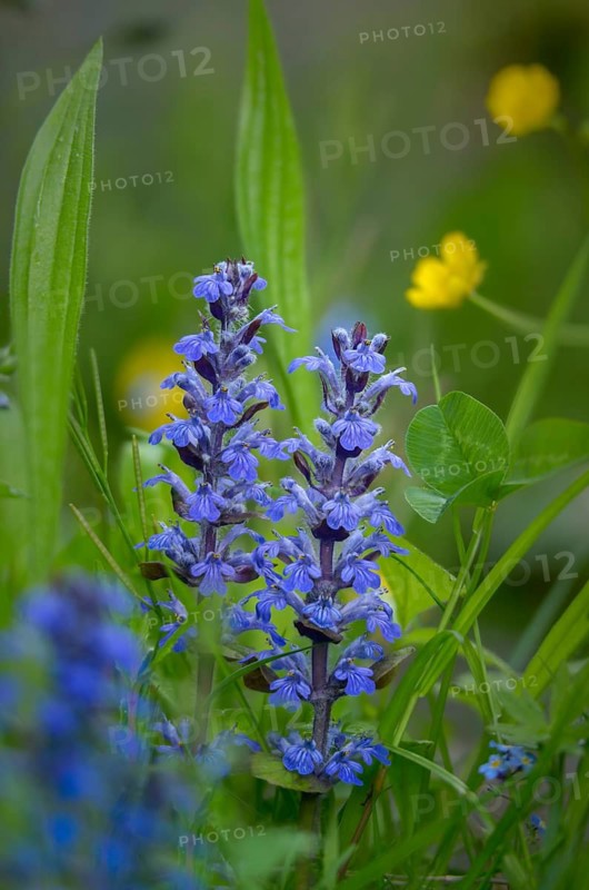 Ajuga Reptans, Bugleweed, Crawling Bugleweed, Lamiaceae, Mint, Blue Bugle, Bugle, Bugleherb, Bugleweed, Carpet Bugleweed, Carpetweed, Common Bugle, Flora, High Size, Portrait, Plants