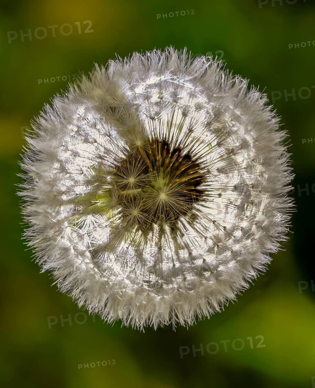 Asteraceae, common dandelion, daisy, dandelion, dandelion, dandelion, taraxacum officinale agg., flora, fruit stand, high size, portrait format, plants, seeds