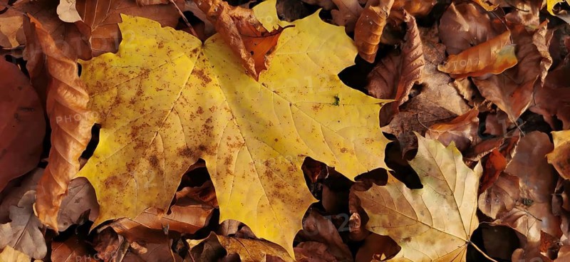 Close-up, A large yellow maple leaf (acer) on a pile of brown leaves, hiking in autumn