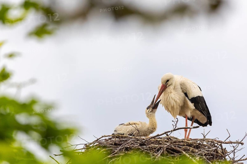 White stork (Ciconia ciconia) in the eyrie, young bird begging for food, birds, Affenberg Salem, Linzgau, Baden-Württemberg, Germany