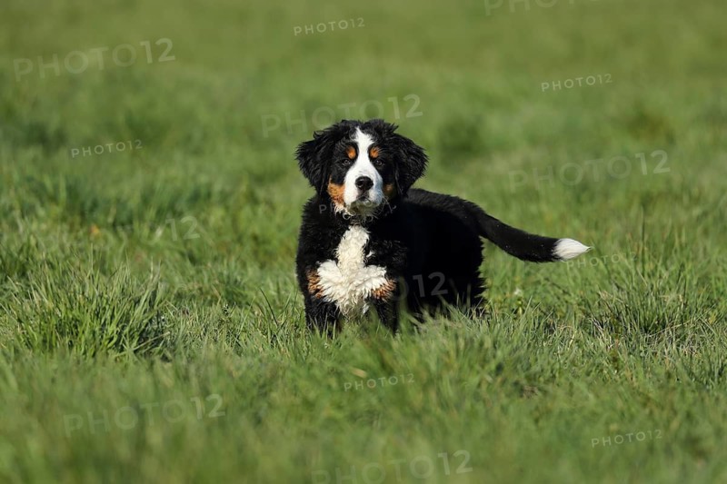 A curious Bernese cattle dog puppy stands in a meadow, a Bernese cattle dog (Canis lupus familiaris) plays in a meadow, running, puppy, young dog, Baden-Württemberg, Germany