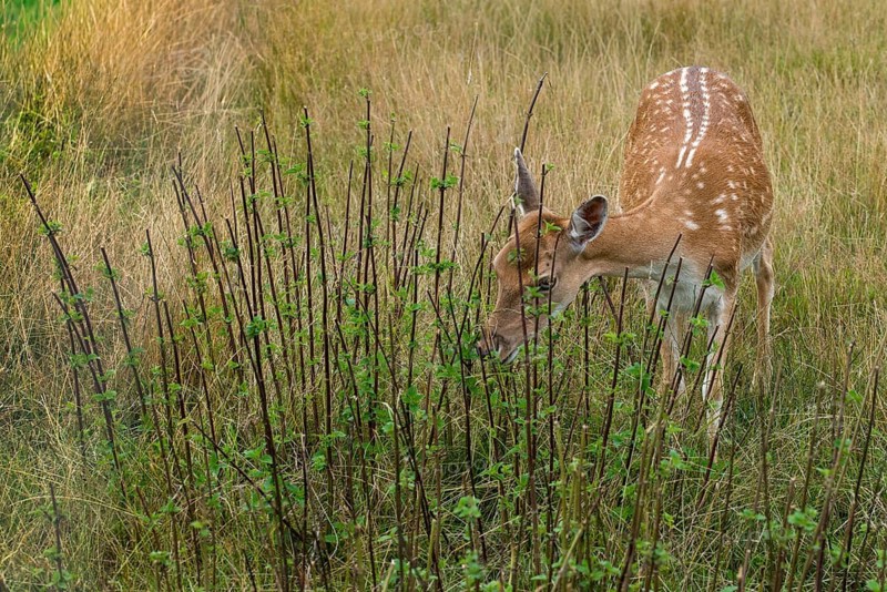 Stinging nettle, dama dama, fallow deer, game bite, fallow deer, mammals, mammals, bite