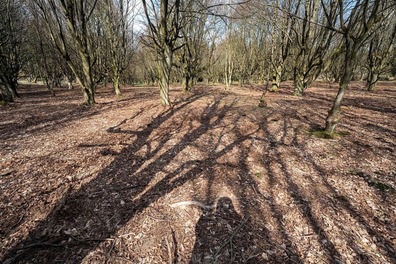 A natural burial grave site, Hofgeismar, Weser Uplands, Weserbergland, Hesse, Germany