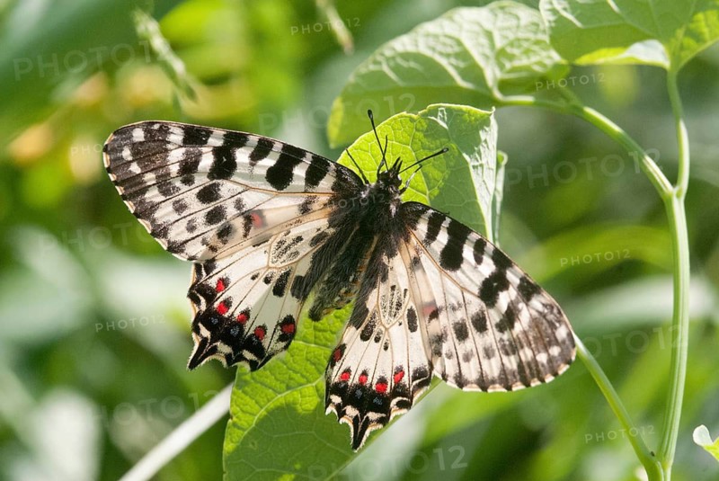 Allancastria cerisy, Balkan Easter butterfly, festoon, zerynthia cerisy, Bulgaria, butterfly, insects, leo, butterfly, butterfly, butterfly, eastern Easter butterfly