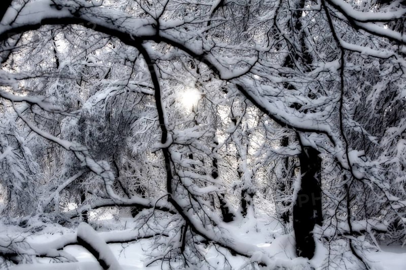 Winter landscape, snowy trees and branches