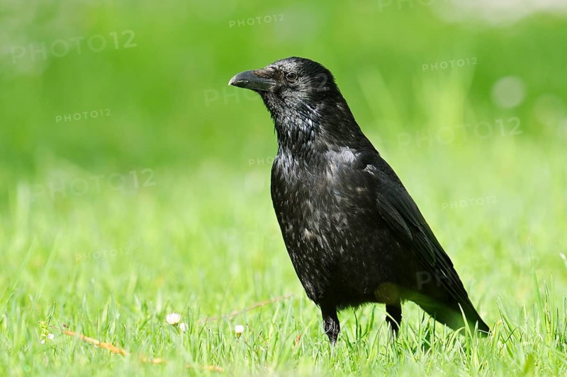 A carrion crow (Corvus corone) perched in a meadow, Baden-Württemberg, Germany