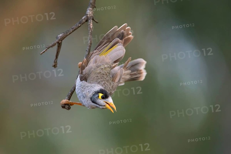 Noisy Miner (Manorina melanocephala), Victoria, Australia