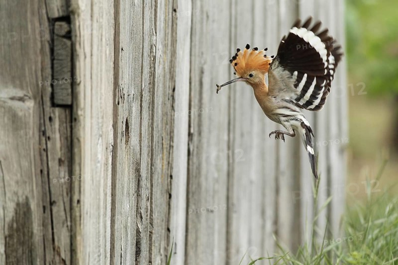 Hoopoe (Upupa epops) flies with food to the artificial nest hole in a barn, Lower Austria, Austria