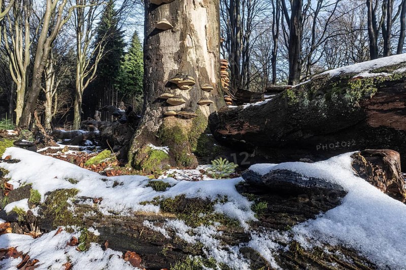 Deadwood in winter beech forest (Fagus sylvatica), Emsland, Lower Saxony, Germany