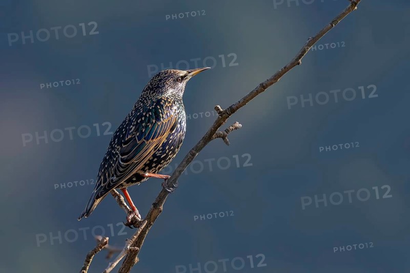 Starling (Sturnus vulgaris), Münster, Tyrol, Austria