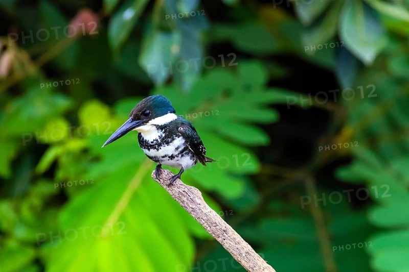 Central America, Costa Rica, Amazonian fisher, Chloroceryle amazona