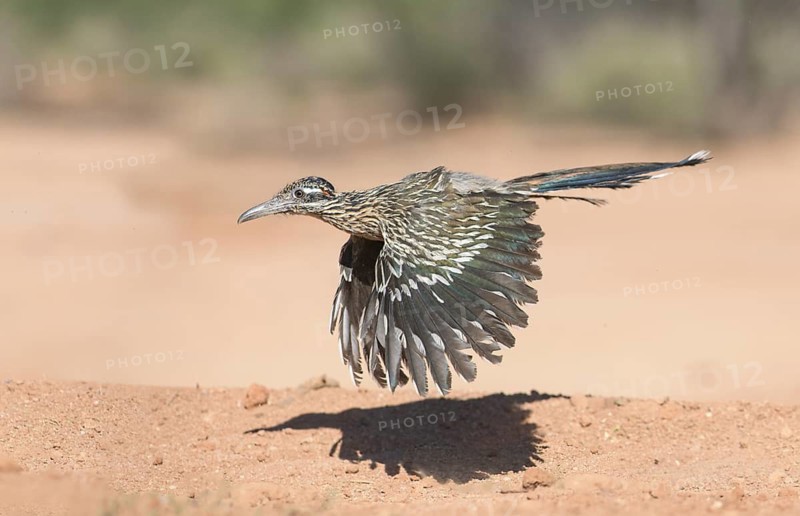 Greater Roadrunner (Geococcyx californianus) flying, Arizona, USA
