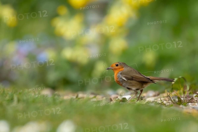 European robin (Erithacus rubecula) adult bird collecting nesting material from a garden lawn in the springtime, England, United Kingdom