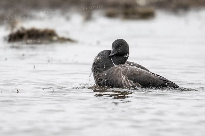 Brent goose (Branta bernicla), Amrum, Schleswig-Holstein, Germany