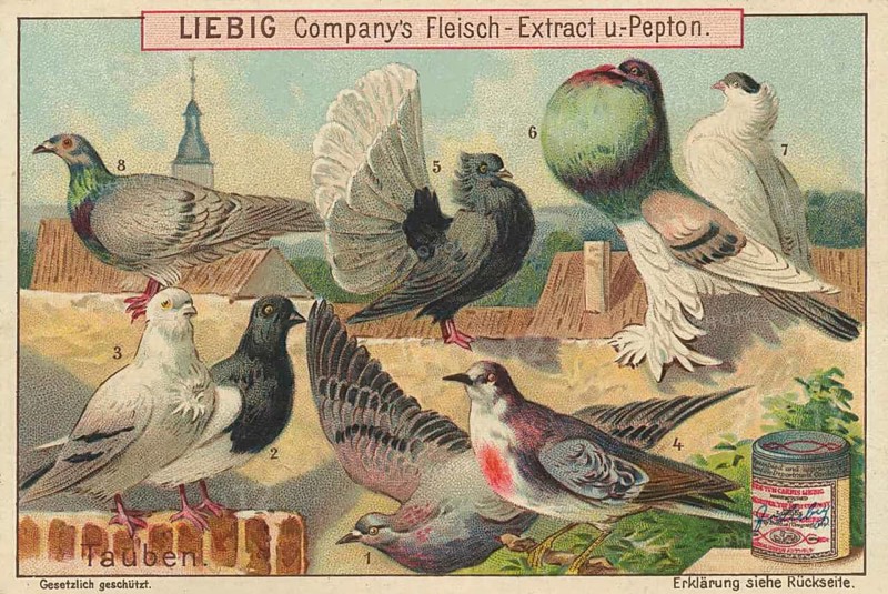 Series of pictures of birds, eight different pigeon breeds, including the rock pigeon (1), the Koburger Lerche (2), Strasser (3), lynx pigeon (4) and peacock pigeon (5), Liebig picture, digitally restored reproduction of a collection picture from around 1900, exact date unknown