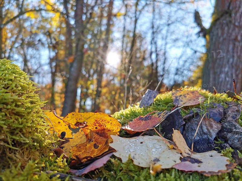 Close-up of autumn leaves with raindrops on moss-covered ground in a light-flooded forest, Frankenwald nature park Park