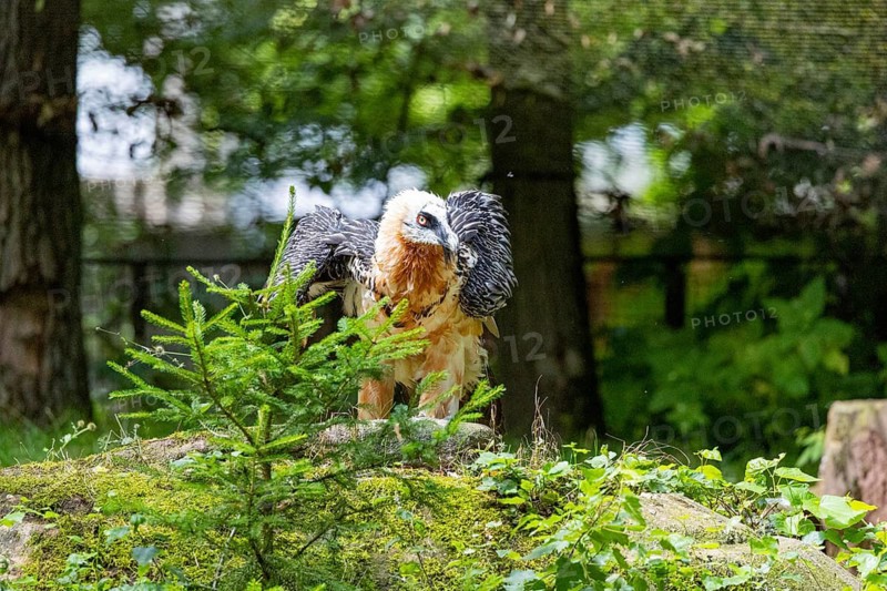 Bearded vulture (Gypaetus barbatus) captive Germany