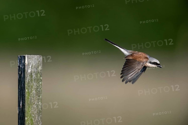 Red-backed shrike (Lanius collurio), Emsland, Lower Saxony, Germany