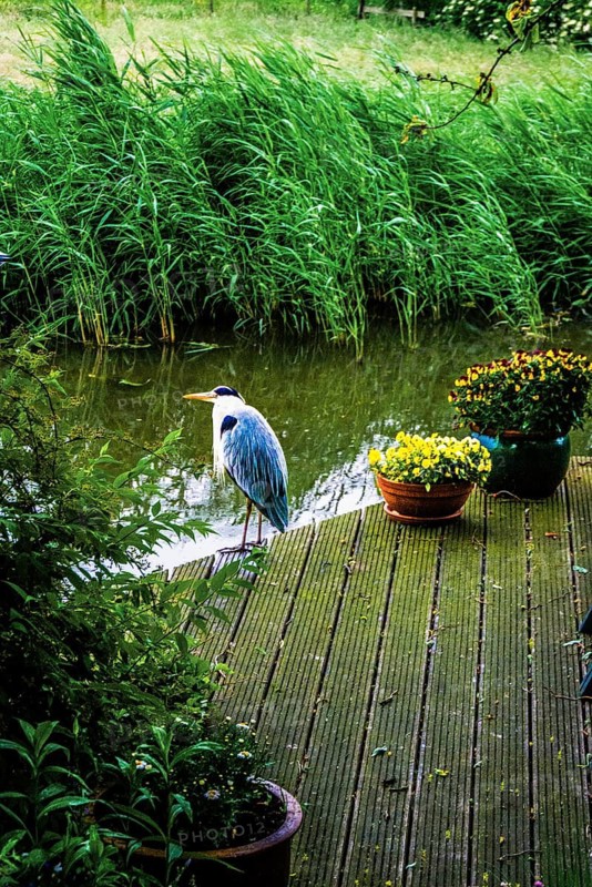 Grey heron, walk along the Rotte, route from the modern city center to the green suburbs such as Hillegersberg or the Hoge Bergse Bos. historic waterway leads past riverbanks, parks and the Prinsenmühle, Rotterdam, Netherlands