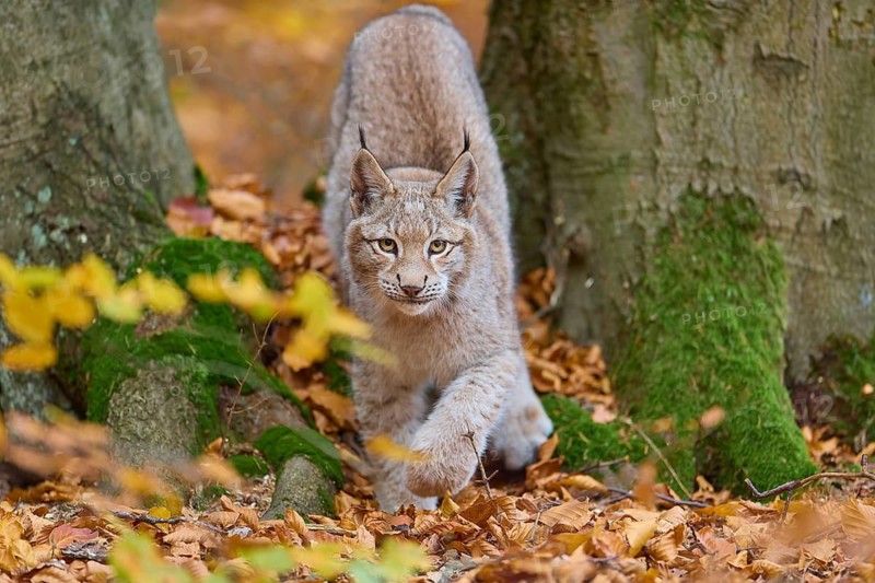 Eurasian lynx (Lynx lynx), running in autumn forest